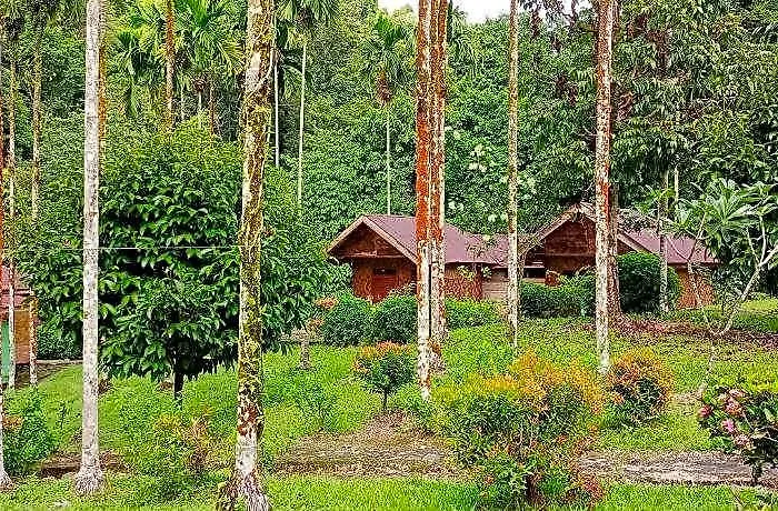 Green Lodge Tangkahan